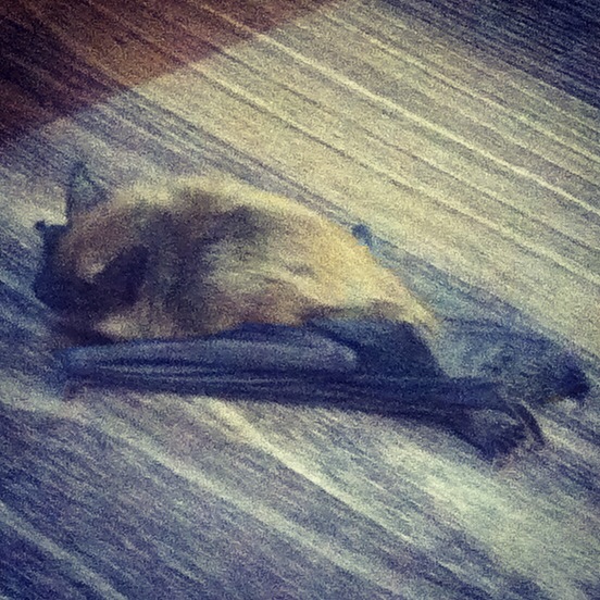 Bag with matching bat: DTM clothing store gets unexpected&nbsp;visitor